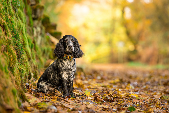 Dog pet photographer near harrogate Yorkshire