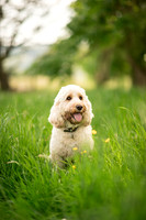 Bertie