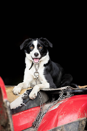Dog pet photographer near harrogate Yorkshire