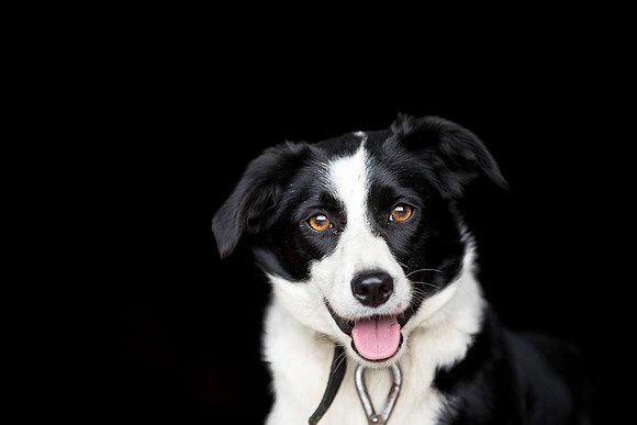 Dog pet photographer near harrogate Yorkshire