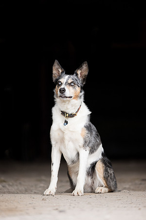 Dog pet photographer near harrogate Yorkshire