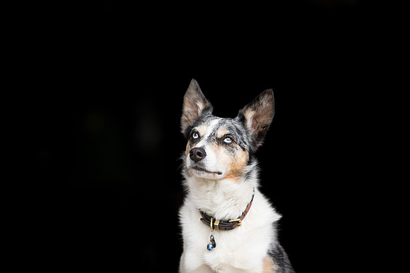 Dog pet photographer near harrogate Yorkshire