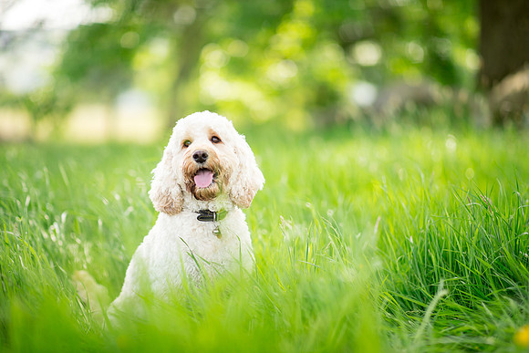 Dog pet photographer near harrogate Yorkshire