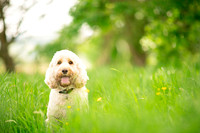 Dog pet photographer near harrogate Yorkshire
