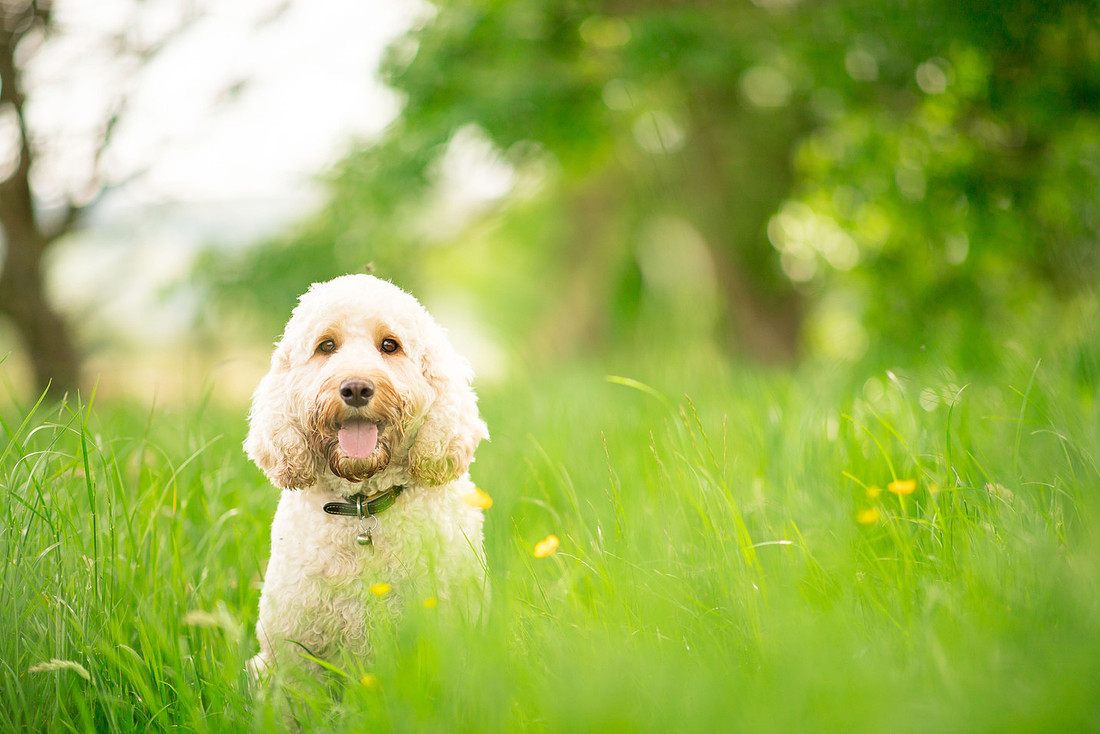 Dog pet photographer near harrogate Yorkshire