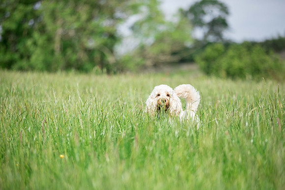 Dog pet photographer near harrogate Yorkshire