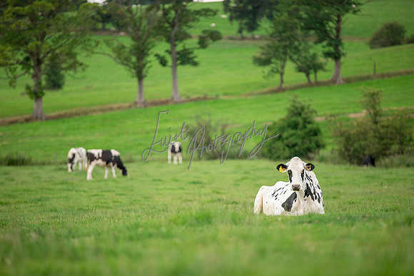 Farm agricultural photography
