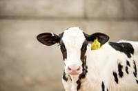 Farm agricultural photography