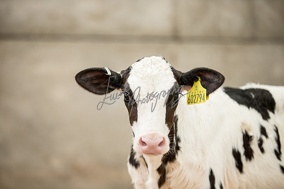 Farm agricultural photography
