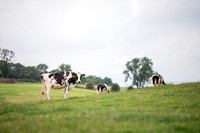 Farm agricultural photography