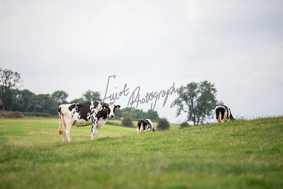 Farm agricultural photography