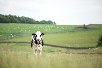 Farm agricultural photography