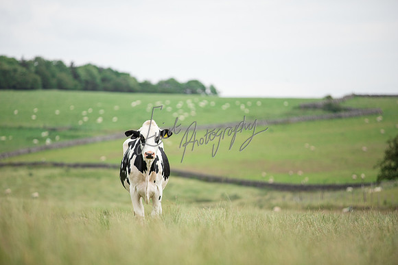 Farm agricultural photography