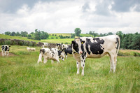 Farm agricultural photography
