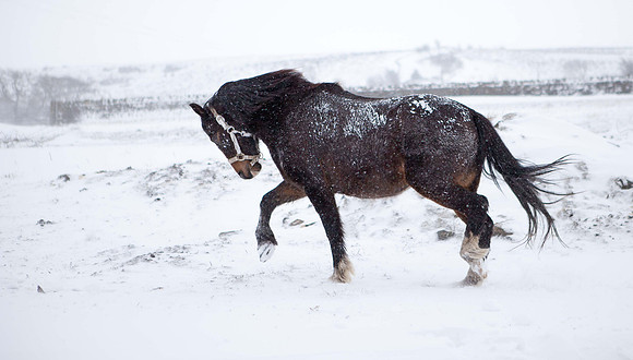 horse photography in otley