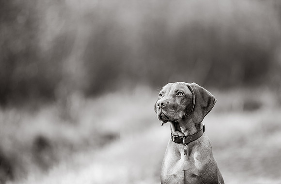 Dog Photographer near Otley in Yorkshire