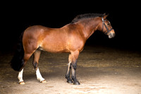 Horse equine photographer Harrogate North Yorkshire pony photography