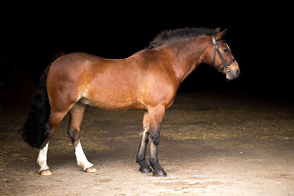 Horse equine photographer Harrogate North Yorkshire pony photography