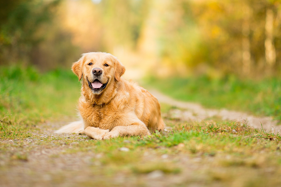 Dog pet photographer near harrogate Yorkshire