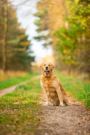 Dog pet photographer near harrogate Yorkshire