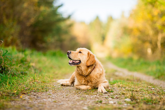 Dog pet photographer near harrogate Yorkshire