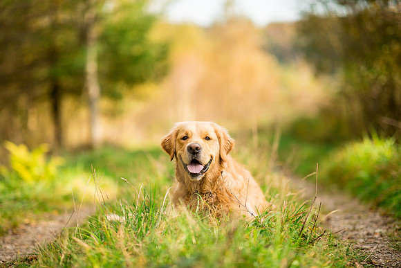 Dog pet photographer near harrogate Yorkshire