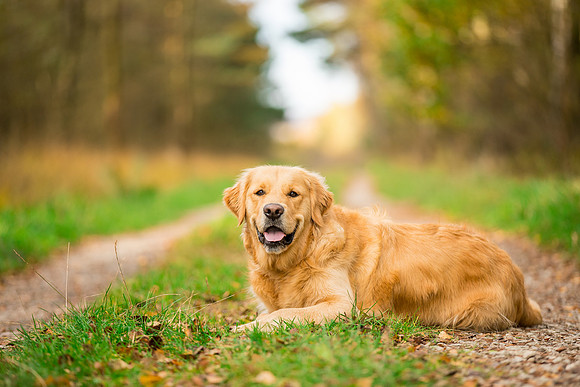 Dog pet photographer near harrogate Yorkshire