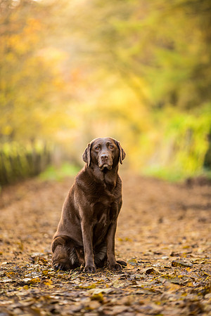 Dog pet photographer near harrogate Yorkshire