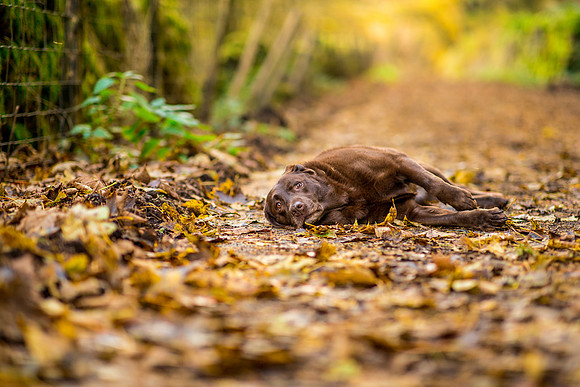 Dog pet photographer near harrogate Yorkshire