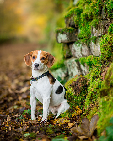 Dog pet photographer near harrogate Yorkshire