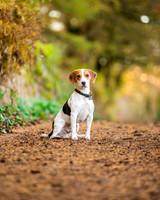 Dog pet photographer near harrogate Yorkshire