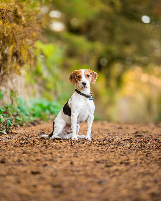 Dog pet photographer near harrogate Yorkshire