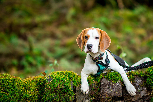 Dog pet photographer near harrogate Yorkshire