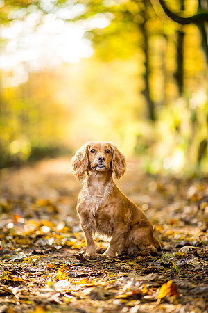 Dog pet photographer near harrogate Yorkshire