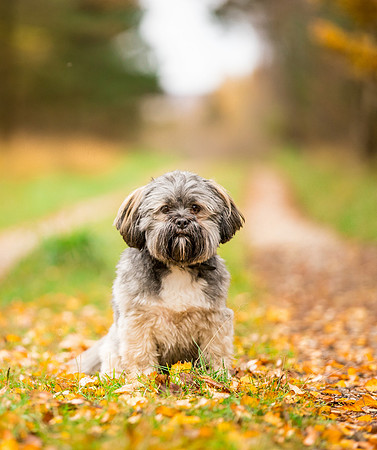 Dog pet photographer near harrogate Yorkshire