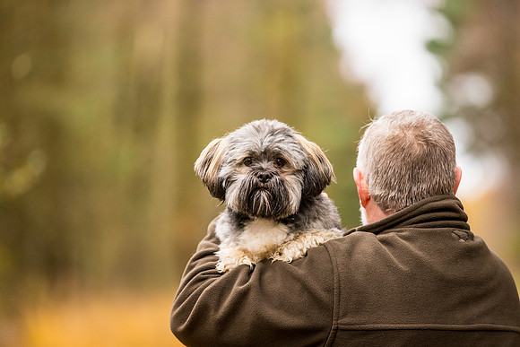Dog pet photographer near harrogate Yorkshire