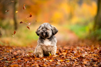 Dog pet photographer near harrogate Yorkshire