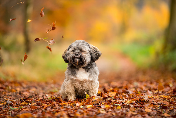 Dog pet photographer near harrogate Yorkshire