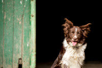 Dog pet photographer near harrogate Yorkshire