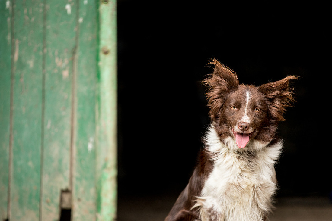 Dog pet photographer near harrogate Yorkshire