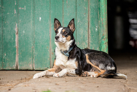 Dog pet photographer near harrogate Yorkshire