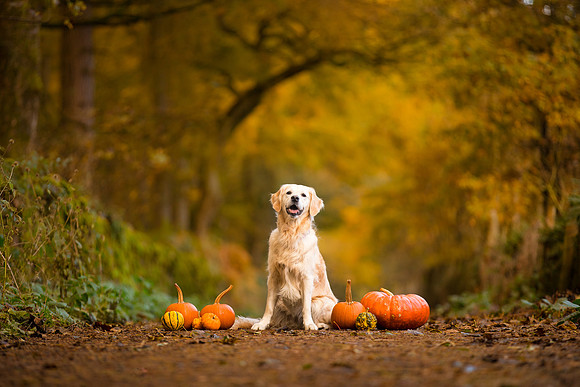 Dog pet photographer near harrogate Yorkshire
