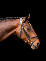 Horse photography