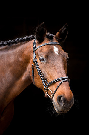 Horse equine photographer Leeds West Yorkshire pony photography