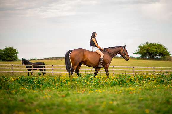 Horse equine photographer Harrogate North Yorkshire pony photography