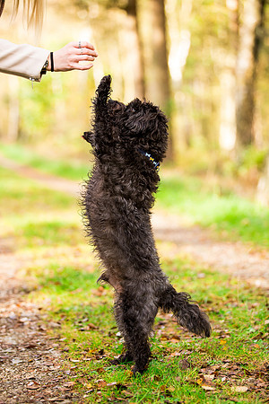 Dog Photographer near Otley in Yorkshire