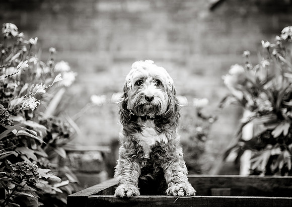 Dog pet photographer near harrogate Yorkshire