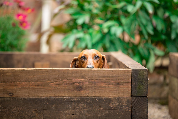 Dog pet photographer near harrogate Yorkshire