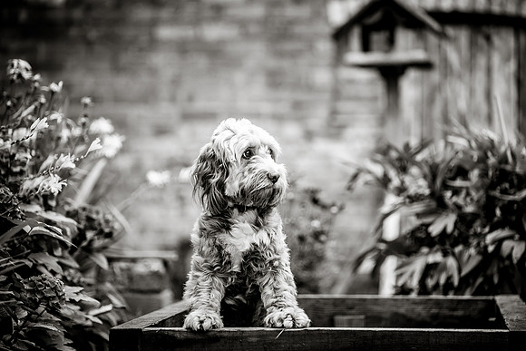 Dog pet photographer near harrogate Yorkshire