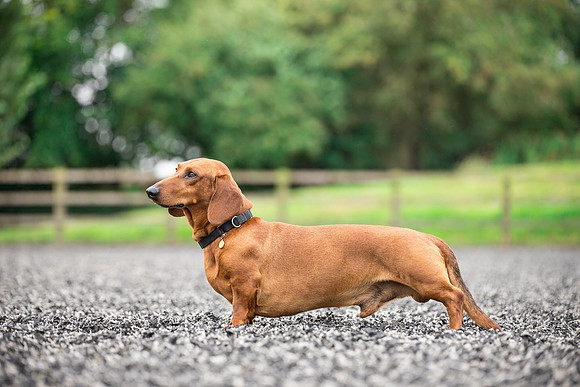 Dog pet photographer near harrogate Yorkshire